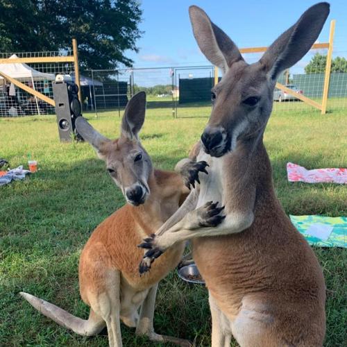 118060722_1003768713403378_2758633567971772783_n