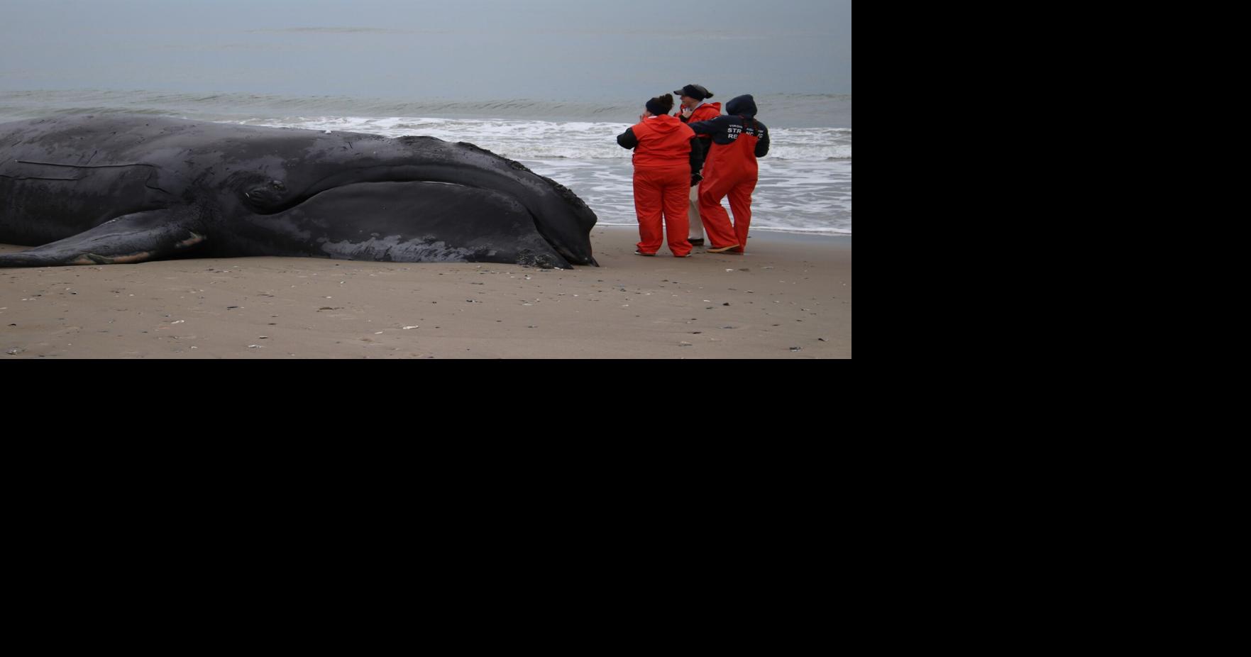 Young North Atlantic right whale found dead off Virginia’s Eastern Shore
