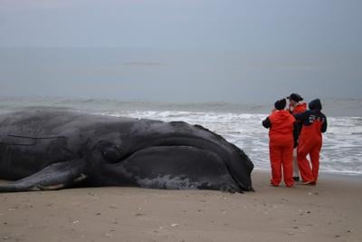 North Atlantic right whale death