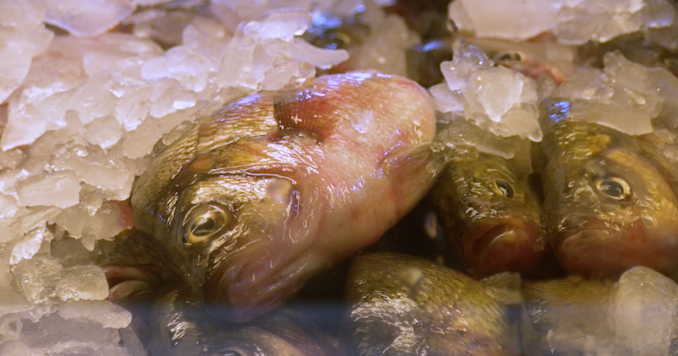 Fishing industry, conservation groups react to Maryland striped bass bill