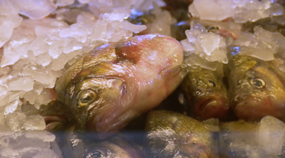 Fishing industry, conservation groups react to Maryland striped bass bill