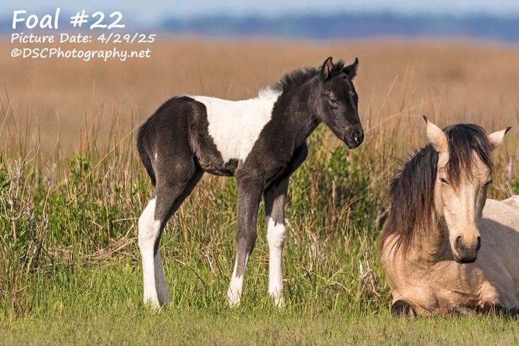 Foal #22