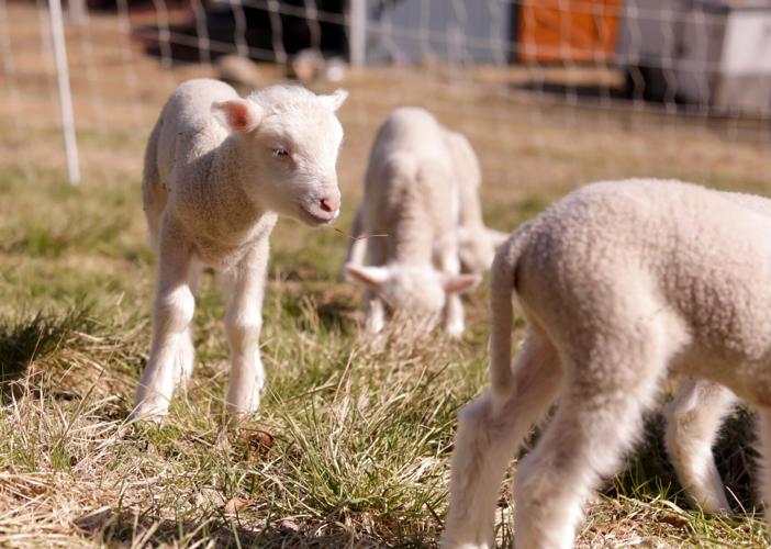US Sheep Sextuplets Vermont