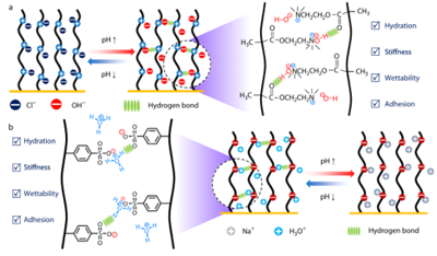 Why thickness matters: revealing a hidden lever in pH-responsive polymer surfaces