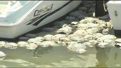 Dead Horseshoe Crabs Causing Terrible Sight and Smell in Ocean City