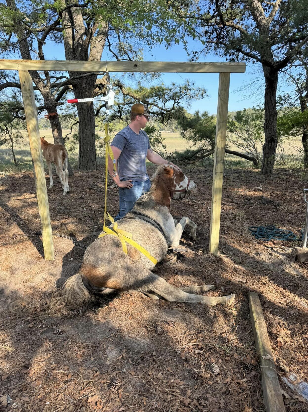 Wildfire Chincoteague Pony