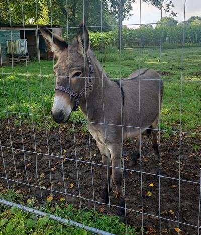 Germany Aggressive Donkey