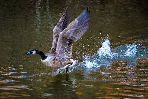 Canada goose web outlet 1.0