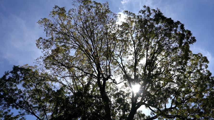 Tree Canopy