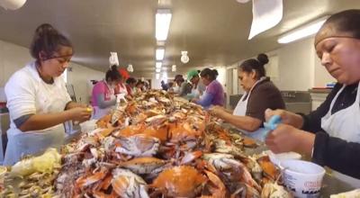 Crabbing Season Starts, DHS Issues Additional H2-B Visas