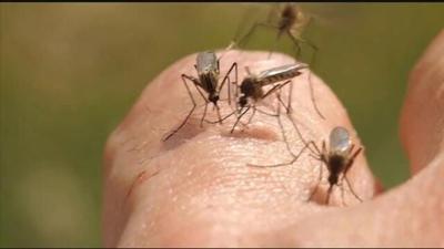 Heavy Rains in Delaware May Mean More Mosquitoes