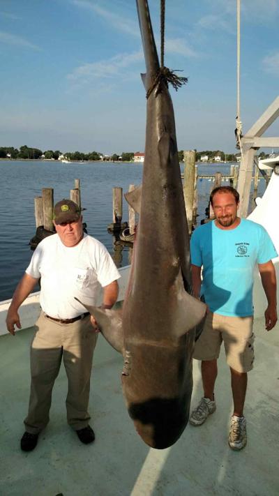 Hoopers Island Catches Large Bull Shark