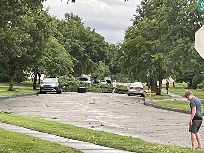 Salisbury Tree in Road