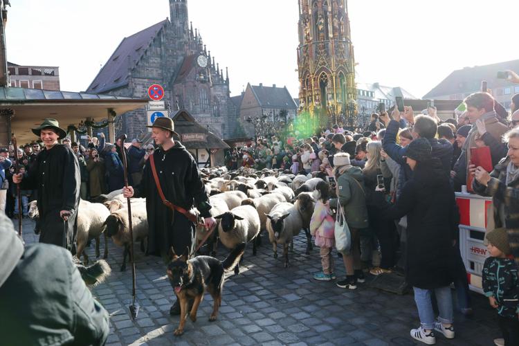 Germany City Sheep