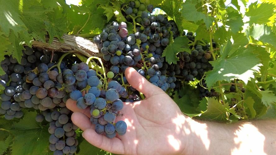 Vineyards on High Alert for Spotted Lanternflies