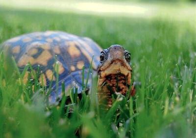 Maryland DNR Warns Drivers of Turtle Crossings