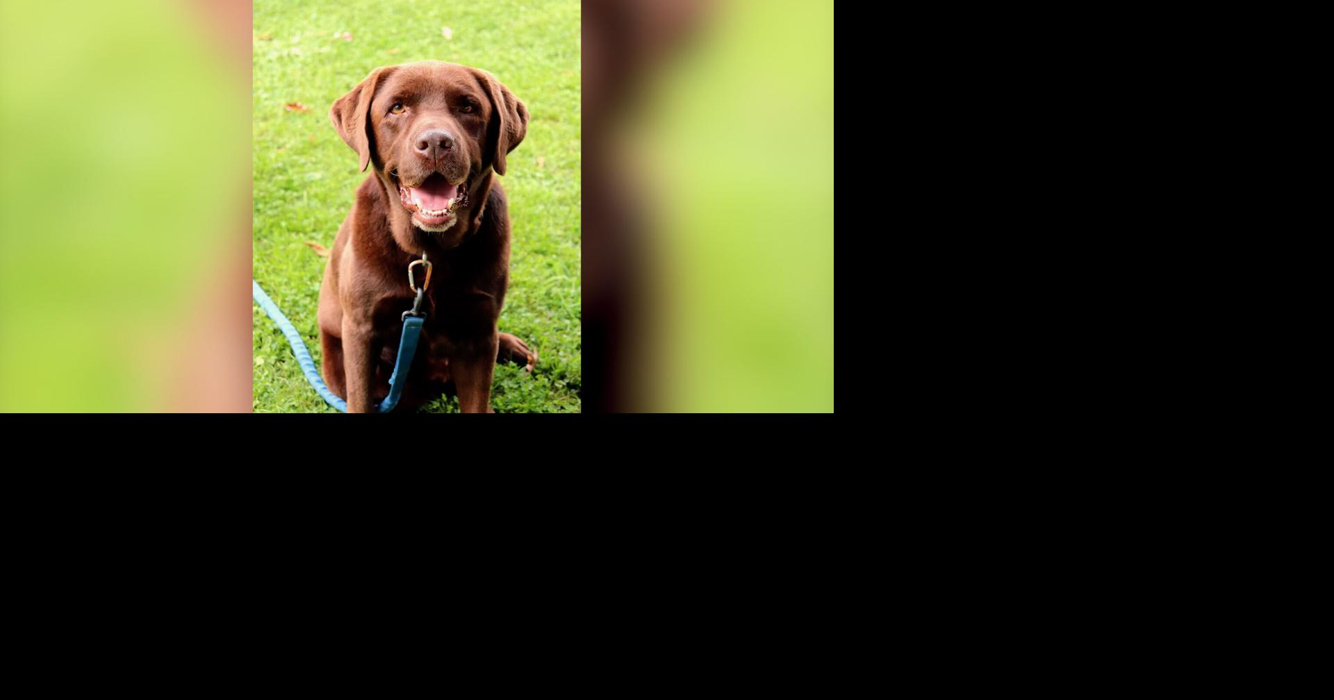 Target Shooting Accident Kills Dog | Latest News | wboc.com