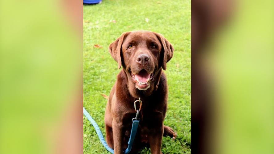 Target Shooting Accident Kills Dog