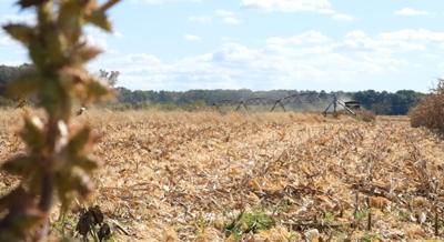 Farm
