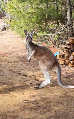 Petting Zoo Kangaroo