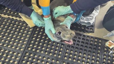 MERR Seal Rescue