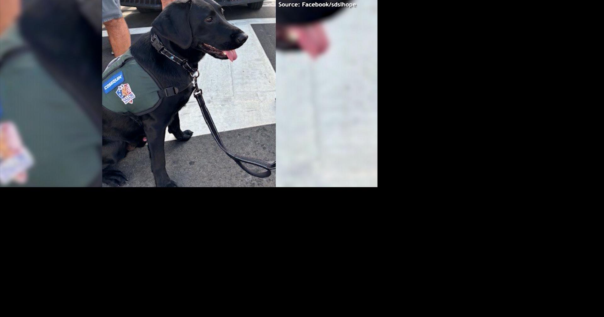 Service Dogs Saving Lives is Connecting Veterans with Valuable Canine ...