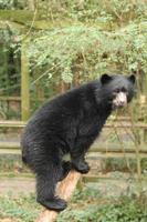 Salisbury's Andean Bear Raymi Making International Move to Switzerland