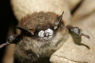 Division of Fish and Wildlife Receives Federal Grant to Monitor Bat Fungal Disease