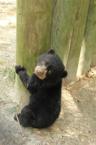 RaymitheBear_2.jpg