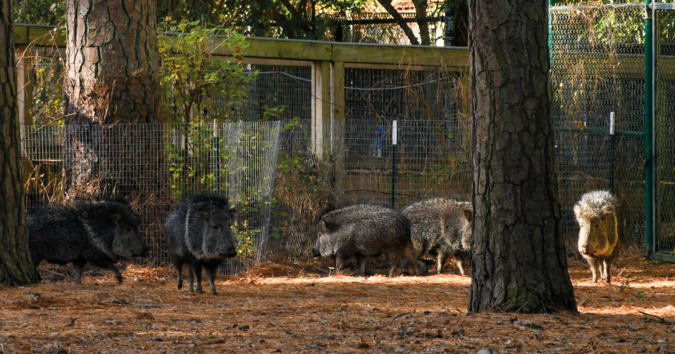 Salisbury Zoo welcomes endangered Chacoan peccaries