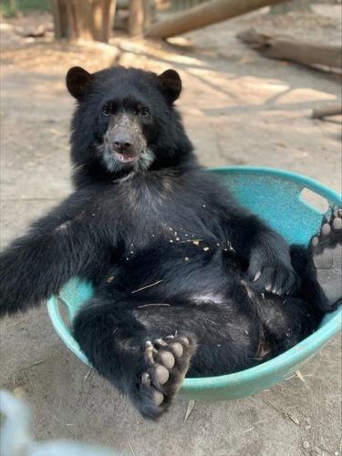 RaymitheBear_3.jpg