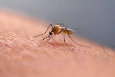 Chikungunya Explainer