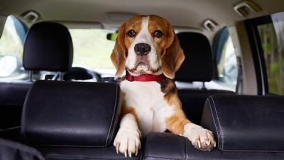 How to help dogs with joint issues feel better during the winter