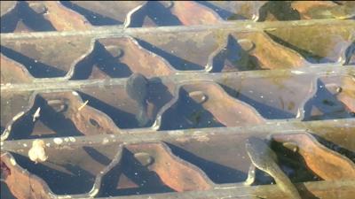 Travels With Charlie: Summer Shows Up in a Storm Drain