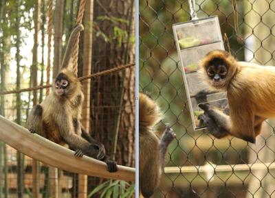 Salisbury Zoo Acquires Two Spider Monkeys From Omaha Zoo