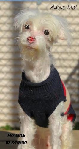 fraggle