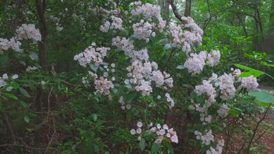 Travels With Charlie: Woods Laurel at Shad Landing
