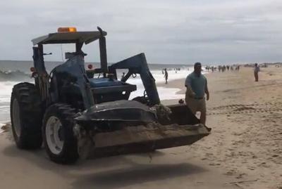 Leatherback, Loggerhead Sea Turtles Wash up Dead in Delaware