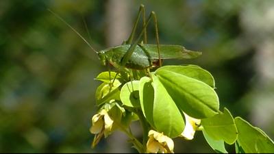 Travels With Charlie: Sicklepod