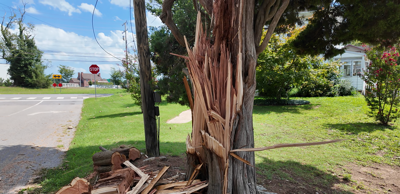 Tree damaged near Silver Lake Park after tornado came through Dover.
