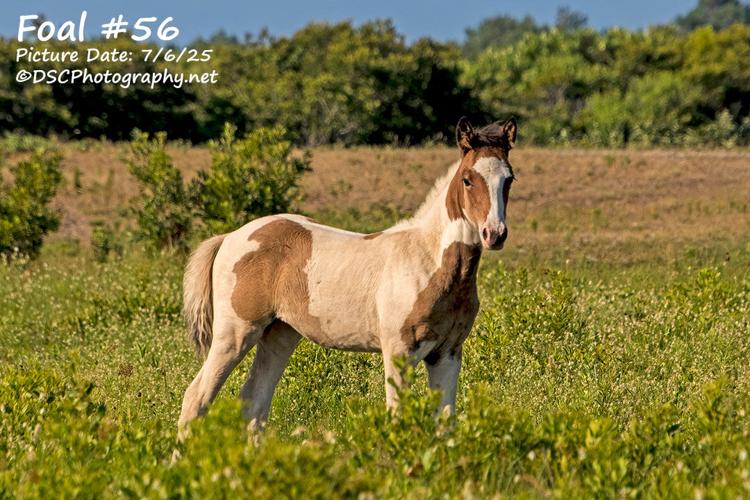 Foal #56