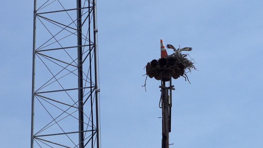 Osprey in Nest Rehoboth Beach