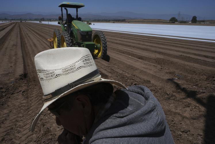 Immigration California Farms