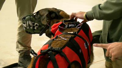 A police K-9 wears a hoist harness during a presentation in Salisbury, Maryland.