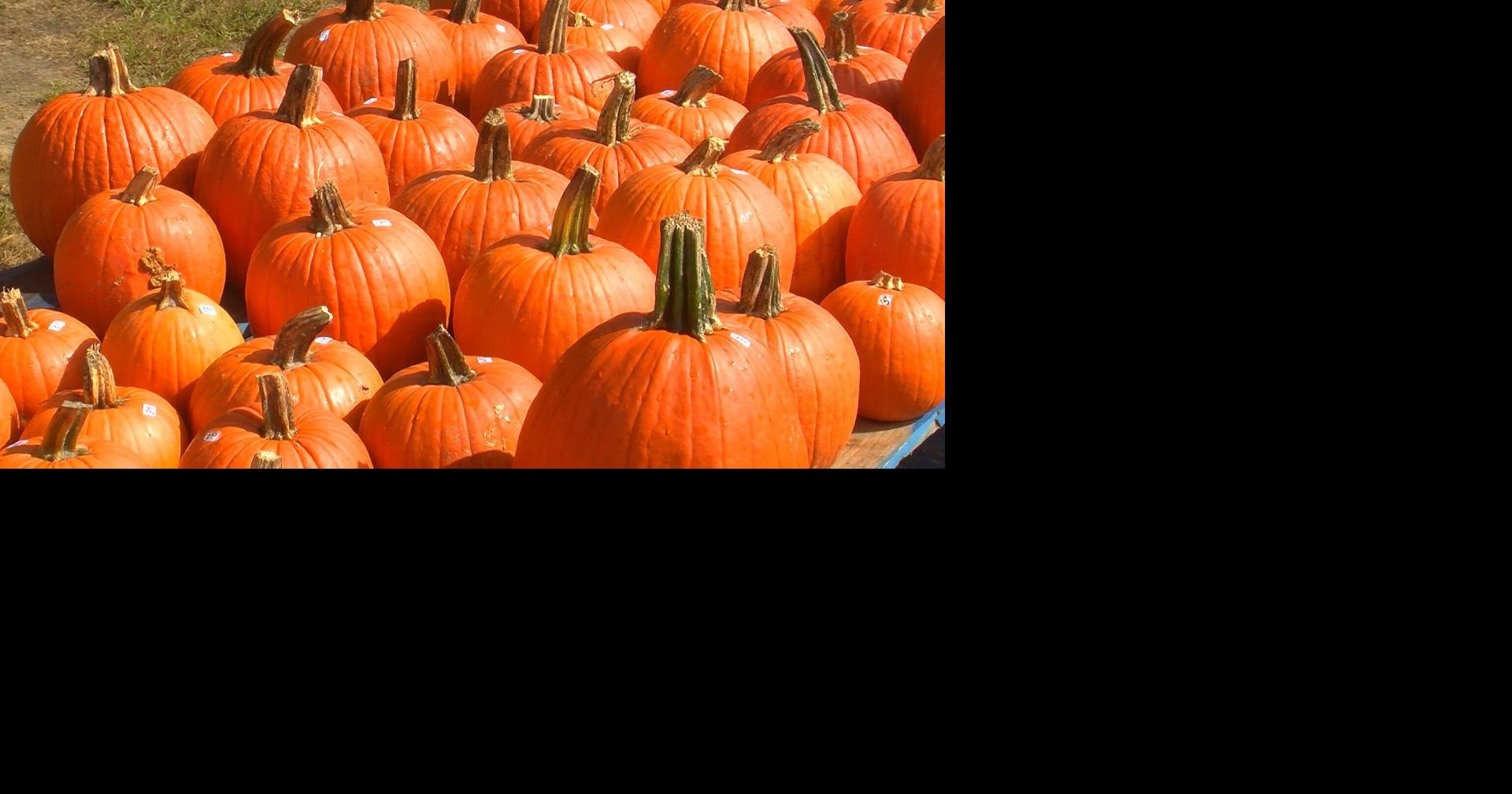 Pumpkin Patches Corn Mazes Hay Rides Other Fall Activities On Delmarva 2019 Outdoors Delmarva Wboc Com