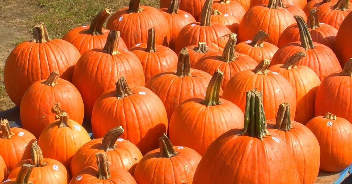 Pumpkin Patches Corn Mazes Hay Rides Other Fall Activities On Delmarva 2019 Outdoors Delmarva Wboc Com Pumpkin Patches Corn Mazes Hay Rides Other Fall Activities On Delmarva 2019 Outdoors Delmarva Wboc Com