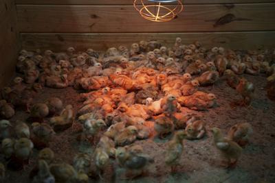 Abandoned Chicks