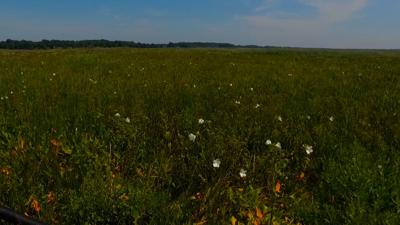 Travels With Charlie: Marshmallow 2022