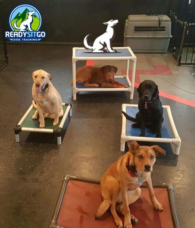 Ready Sit Go Dog Training Focuses on Crate Training in Denver, CO, to Help Dogs Build Calm, Reliable At-Home Routines