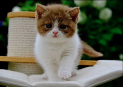 Luxury Only Kittens Named Among America’s Most Credentialed British Shorthair Catteries as Demand for the Breed Surges